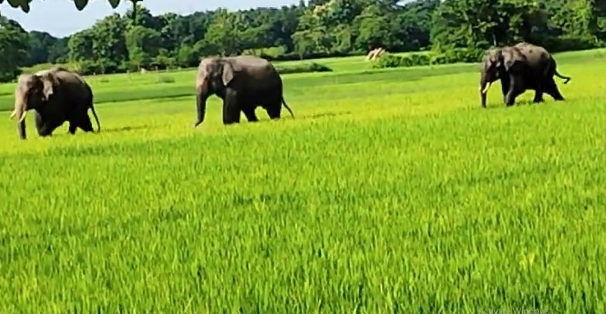 कुमारग्राम ब्लॉक के राधानगर इलाके में दिखे तीन हाथी अलीपुरद्वार