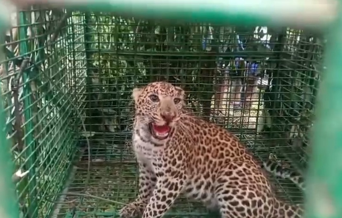 आज सुबह फिर से नागराकाटा के काठाल धुरा चाय बागान में एक एक वयस्क तेंदुआ पिंजरे में कैद पाया गया