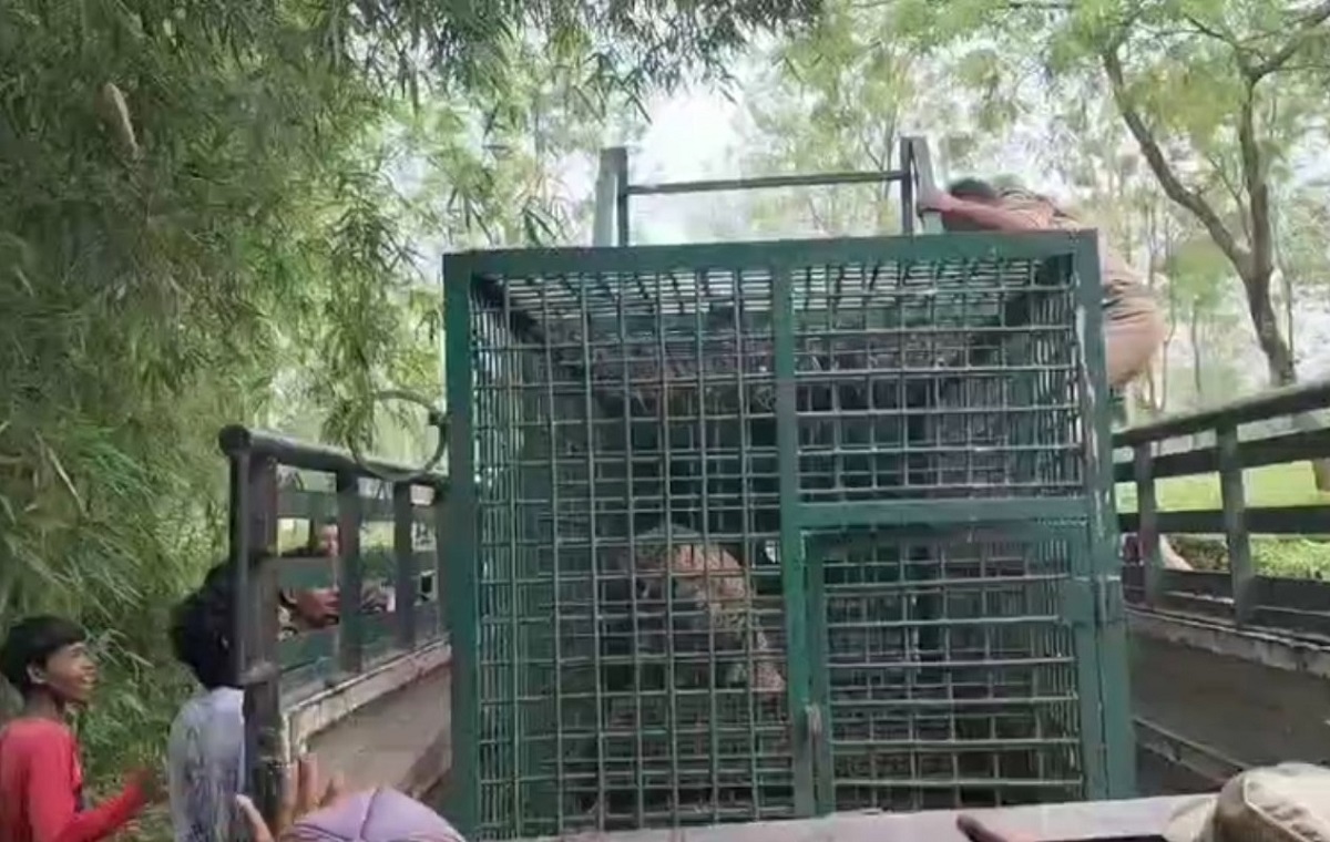 दलगांव चाय बागान में पिंजरे में कैद हुआ तेंदुआ