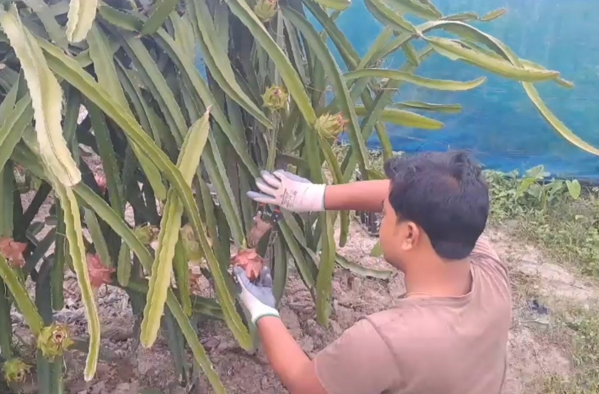 उत्तर दिनाजपुर में रसायन मुक्त ड्रैगन फ्रूट की खेती में मिली सफलता, रत्नगर्भा ऑर्गेनिक फार्म किसानों में जगा रही उम्मीदें 