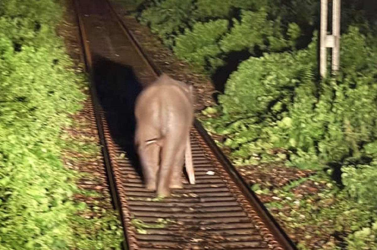 रेलवे ट्रैक पर हाथी और उसका बच्‍चा, लोको पायलट की सतर्कता से टला बड़ा हादसा