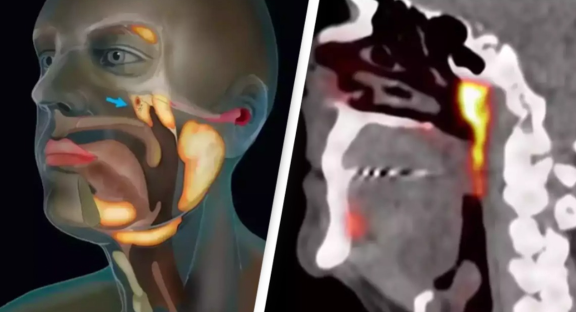 वैज्ञानिकों की बड़ी खोज: पता चला नई सैलिवरी ग्लैंड का