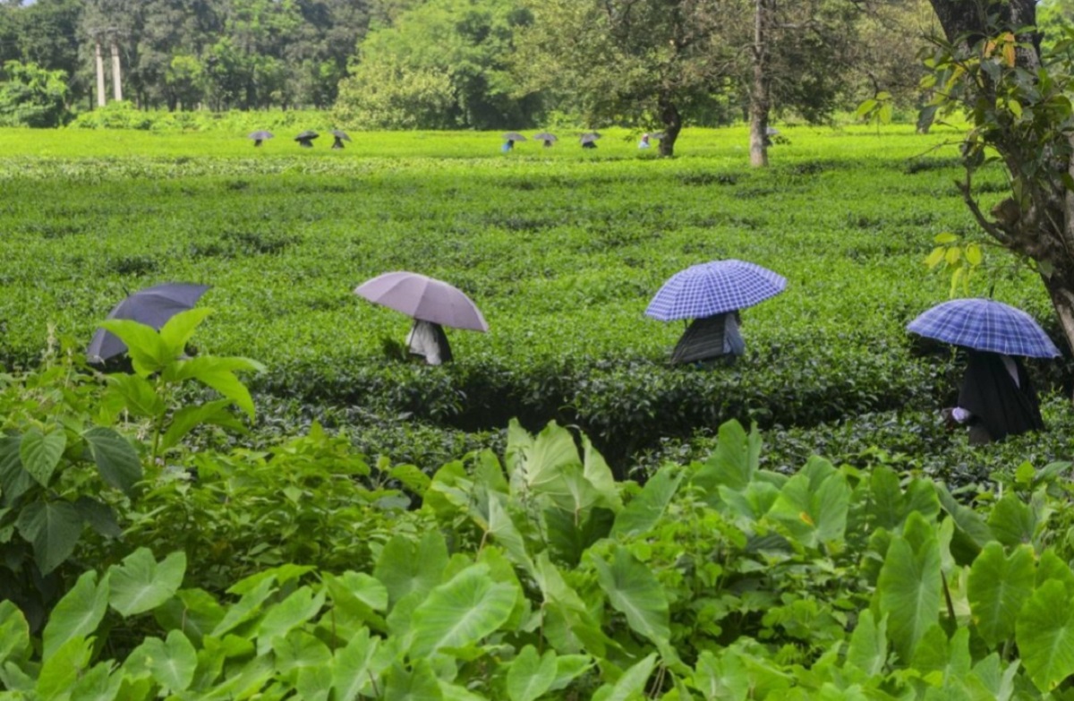 चाय बागानों में महिलाओं की स्वास्थ्य सुरक्षा को लेकर नुक्कड़ नाटक का आयोजन