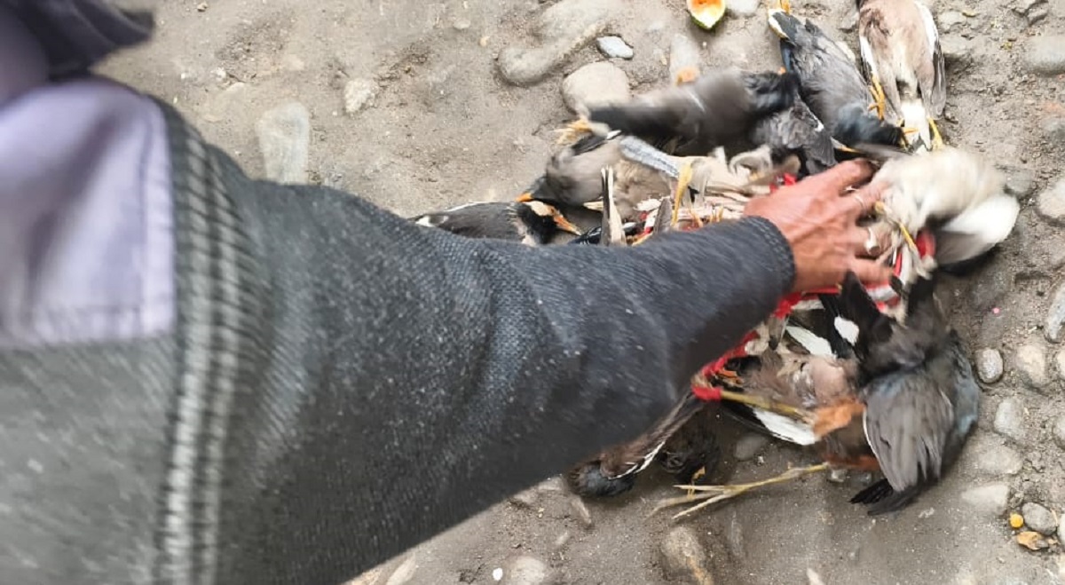 जलपाईगुड़ी में ज़हर देकर सैकड़ों पक्षियों की हत्या, इलाके में भारी आक्रोश